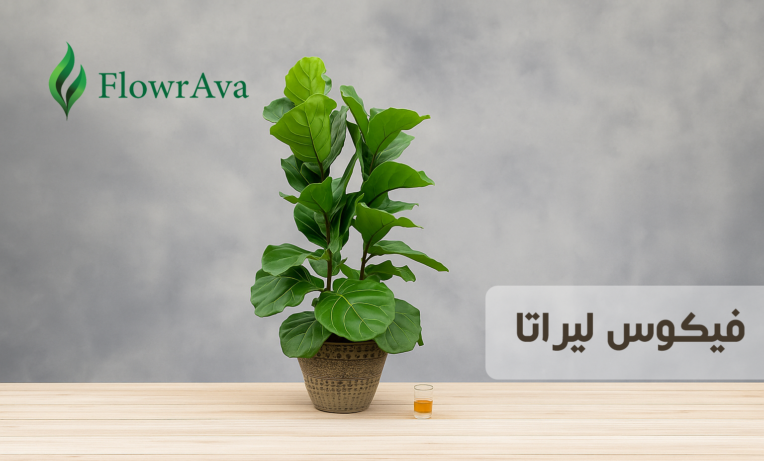 گیاه فیکوس لیراتا