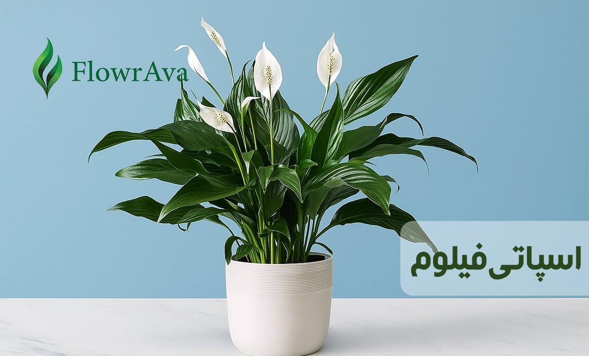 اسپاتی‌فیلوم